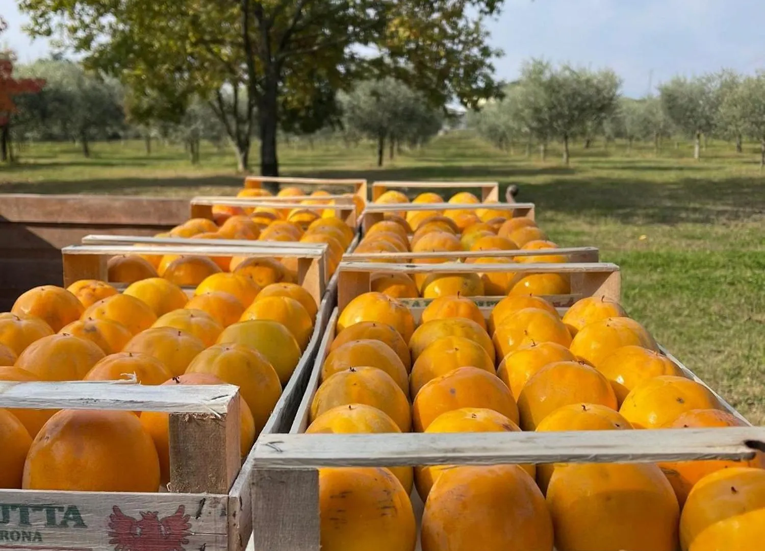 Agriturismo Colombare Teboi Lazise 0*,